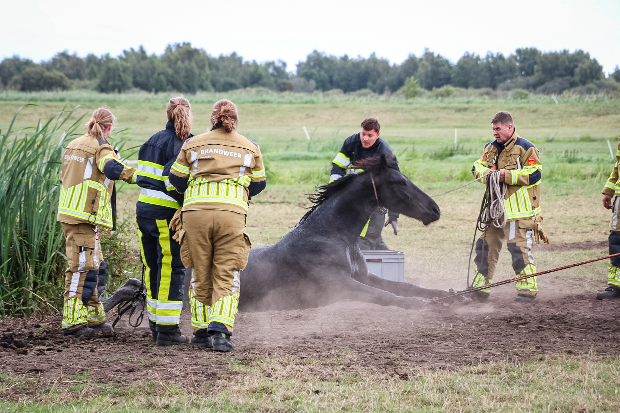 Paard komt vast te zitten in sloot, brandweer moet dier bevrijden - foto