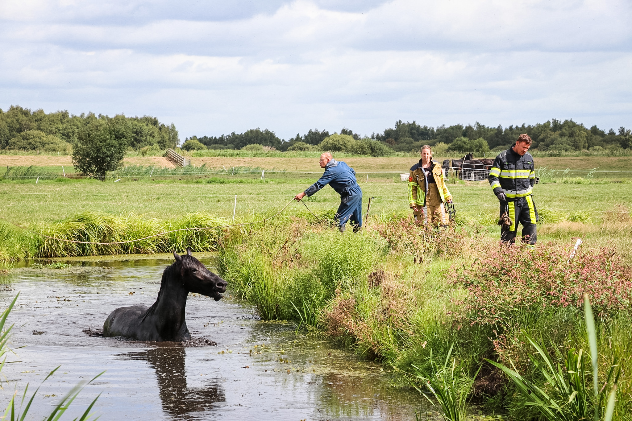 Paard komt vast te zitten in sloot, brandweer moet dier bevrijden