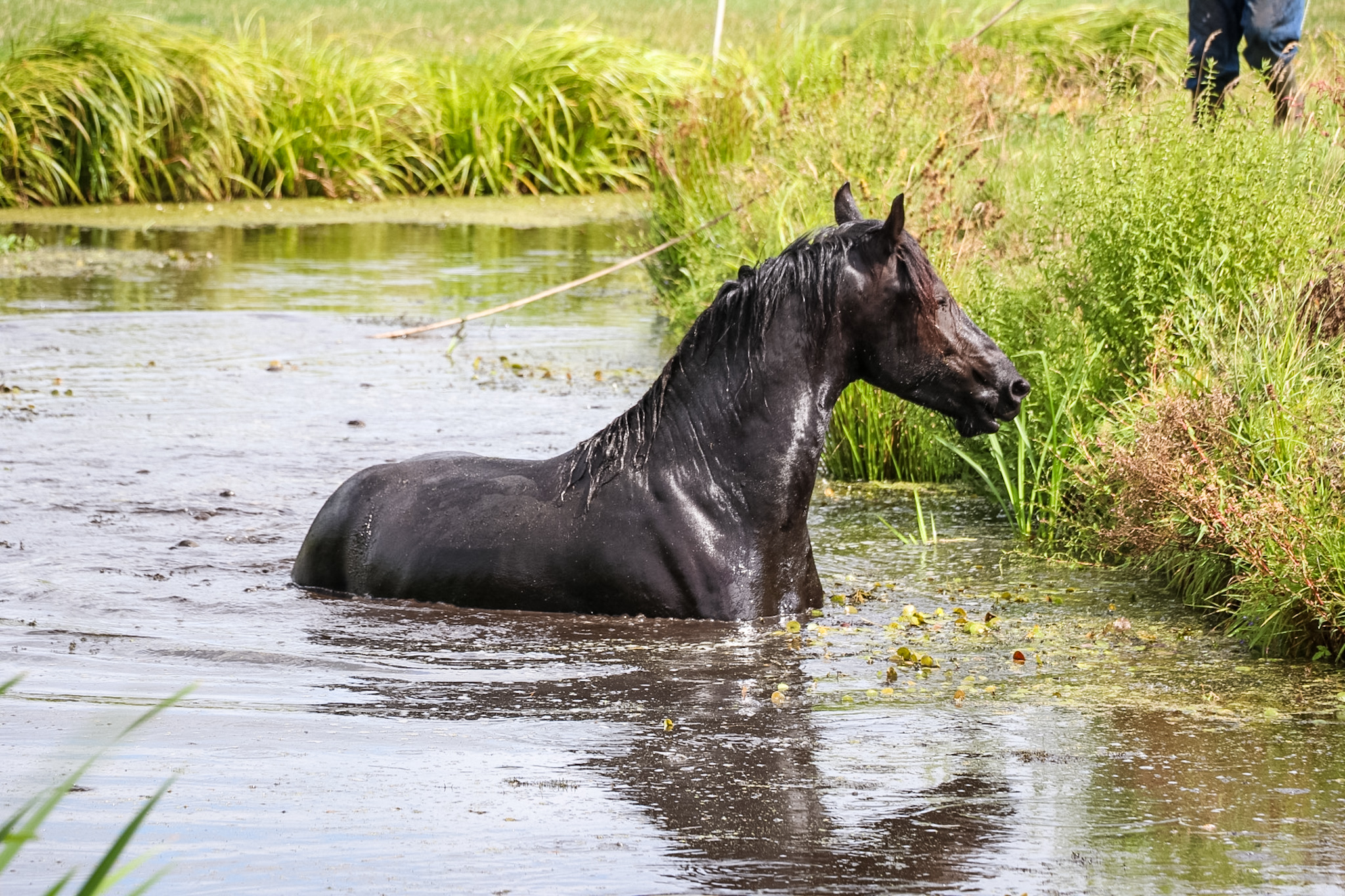 Paard komt vast te zitten in sloot, brandweer moet dier bevrijden - foto