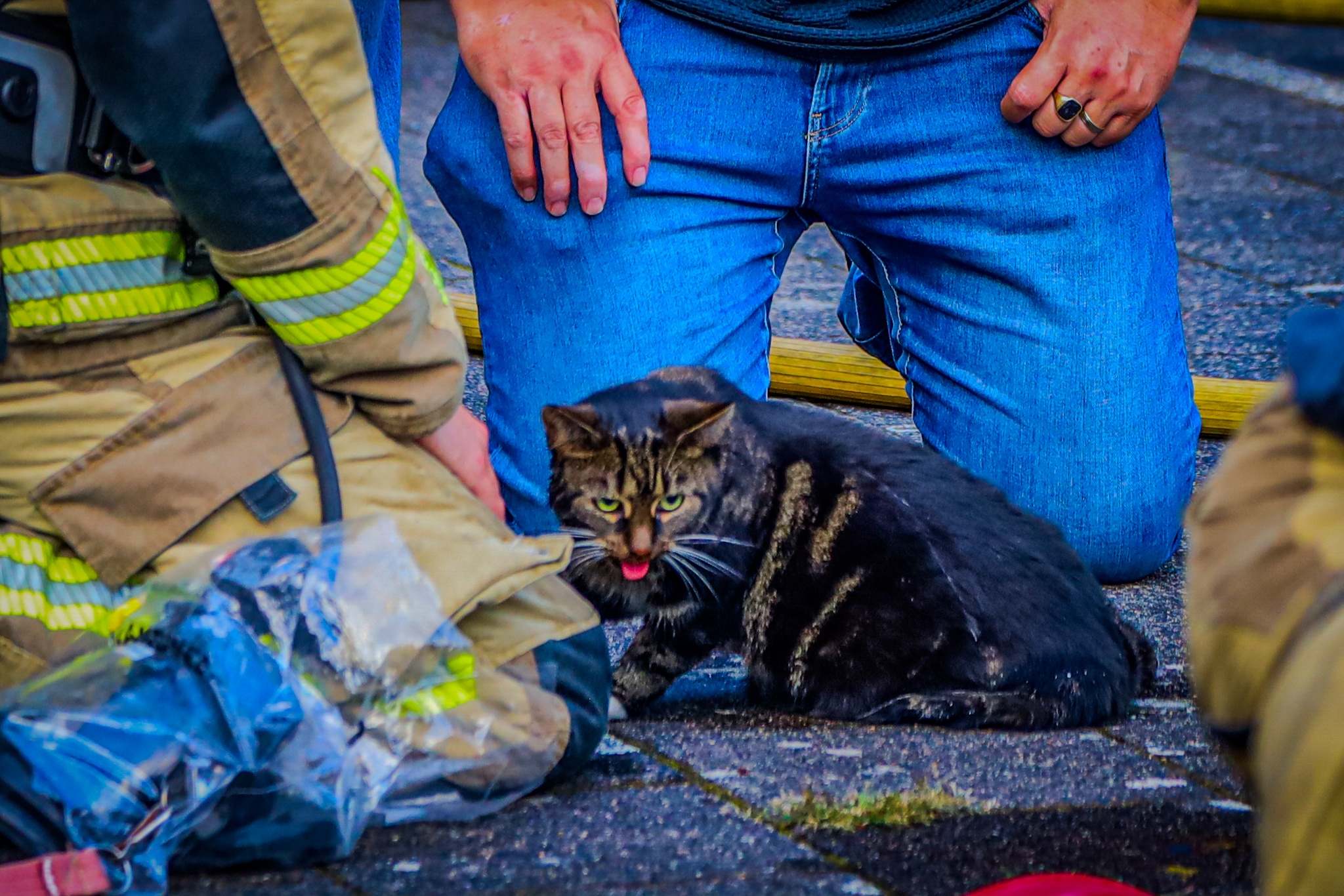 Brandweermensen redden kat uit brandende woning