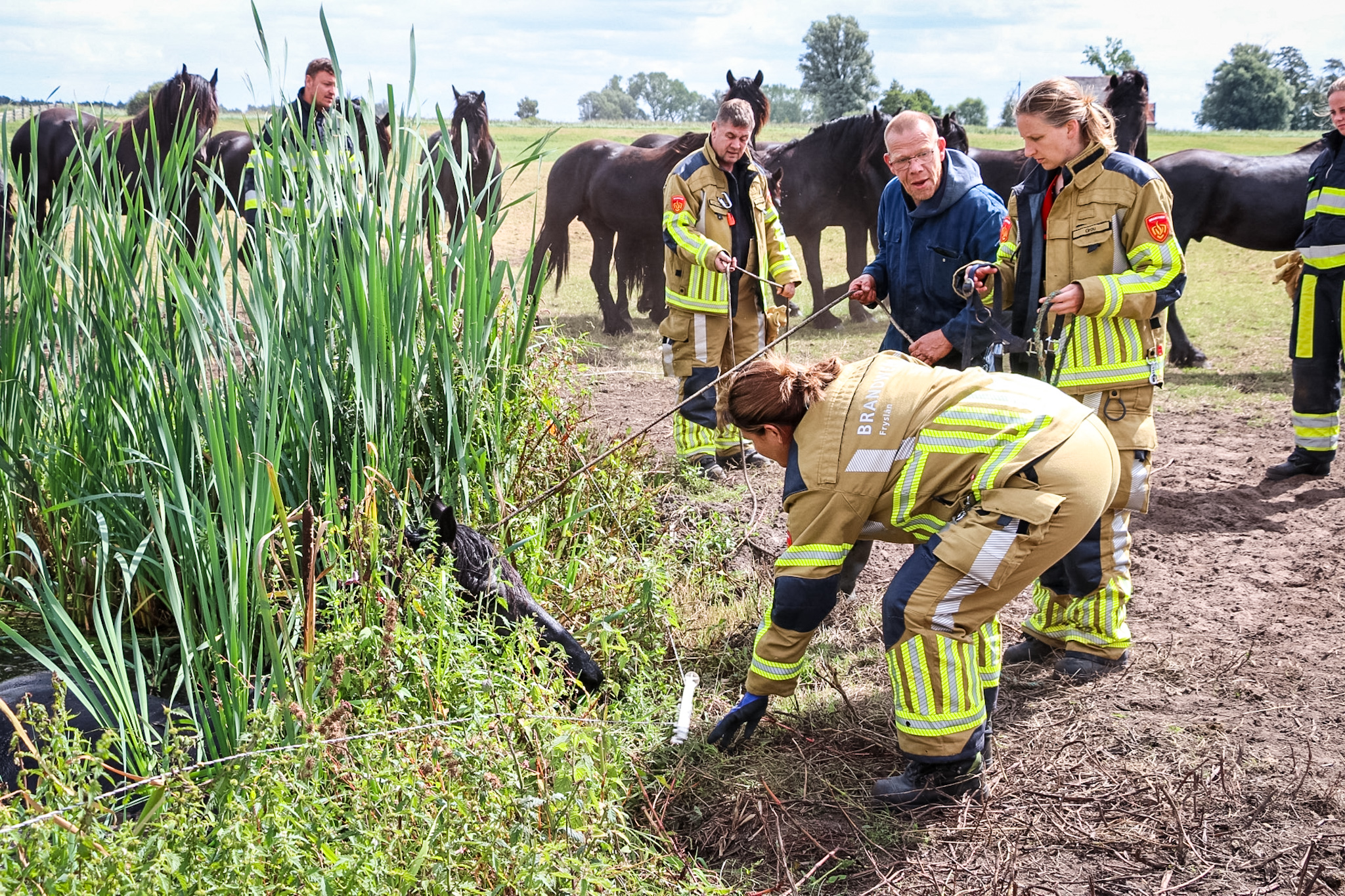 Paard komt vast te zitten in sloot, brandweer moet dier bevrijden - foto